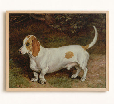 My Favourite Dachshund