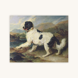 NEWFOUNDLAND DOG CALLED LION — Primary Image