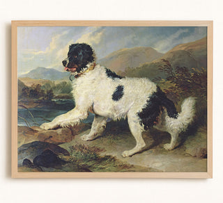 NEWFOUNDLAND DOG CALLED LION