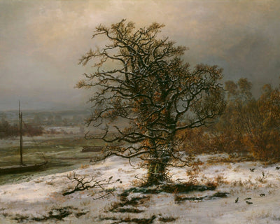 Oak Tree by the Elbe in Winter