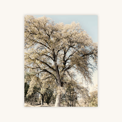 OAK TREE II — Primary Image