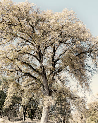 Oak Tree II