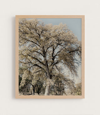 Oak Tree II