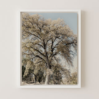 Oak Tree II