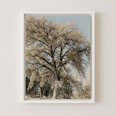 Oak Tree II