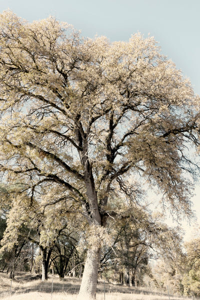 Oak Tree II
