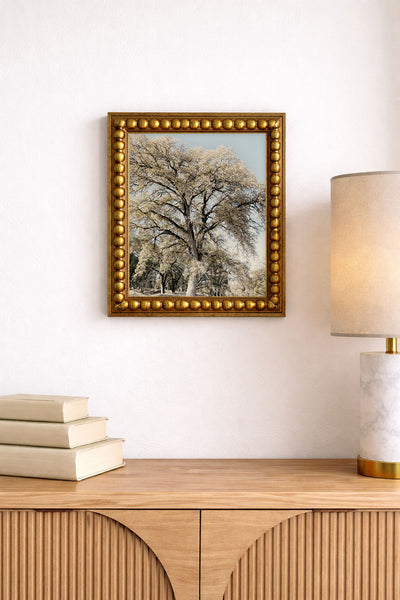 Oak Tree II
