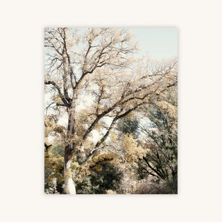 OAK TREE I — Primary Image