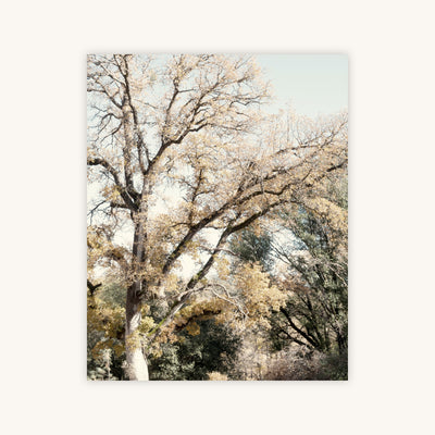 OAK TREE I — Primary Image