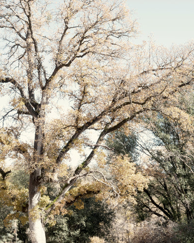Oak Tree I