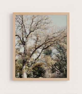 Oak Tree I