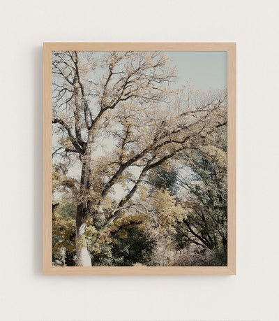 Oak Tree I