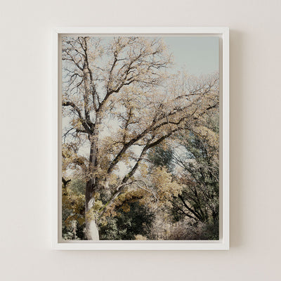 Oak Tree I