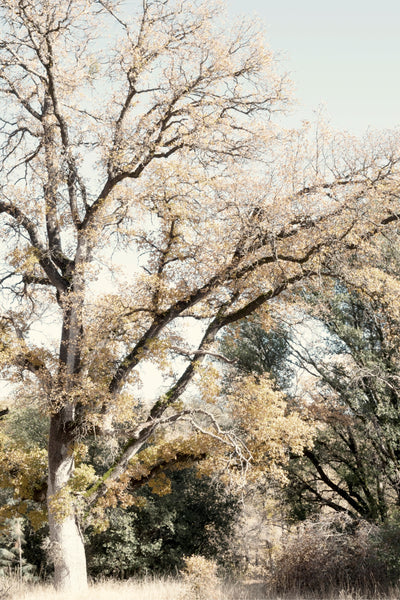 Oak Tree I