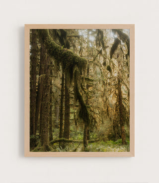 Old Growth