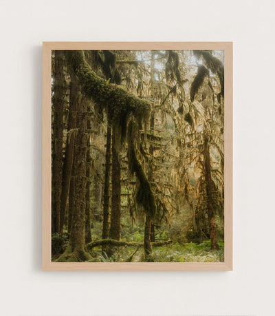 Old Growth