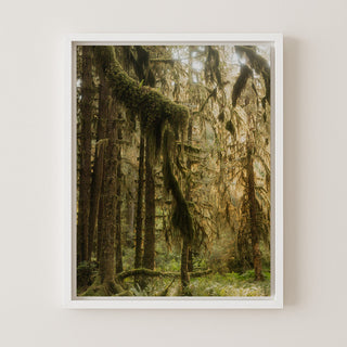 Old Growth