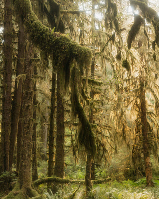 Old Growth