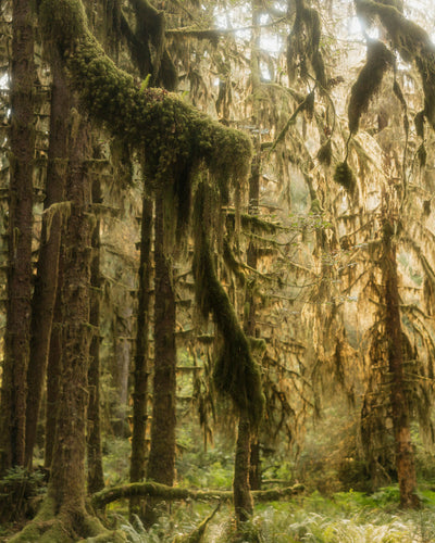 Old Growth