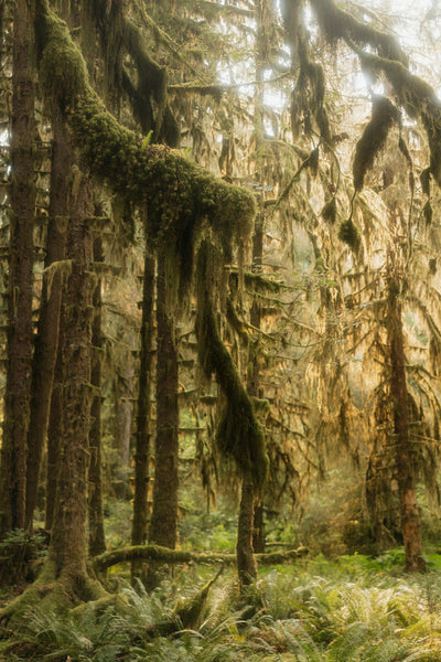 Old Growth