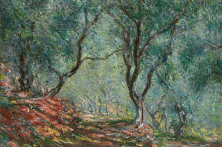 OLIVE TREES IN THE MORENO GARDEN
