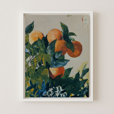 Oranges on a Branch