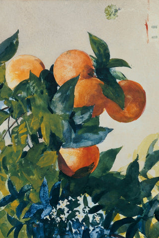 ORANGES ON A BRANCH
