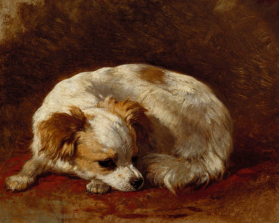 Papillon