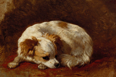 Papillon