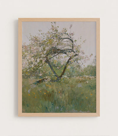 Peach Blossom