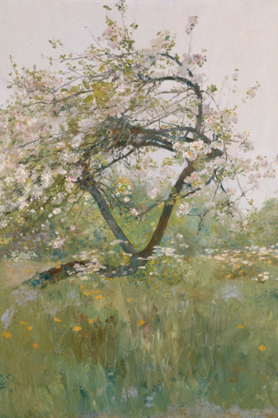 Peach Blossom
