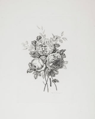 PEONY SKETCH II