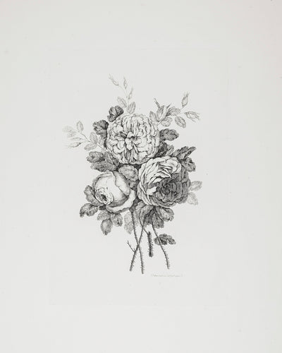 PEONY SKETCH II