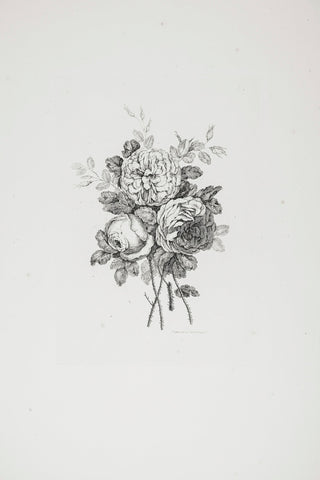 PEONY SKETCH II