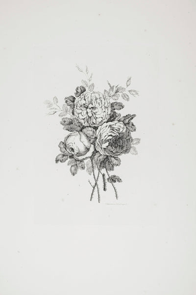 PEONY SKETCH II