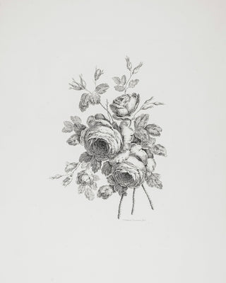 PEONY SKETCH I