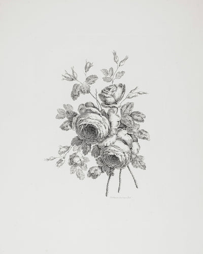 PEONY SKETCH I