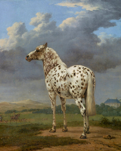 Piebald Horse