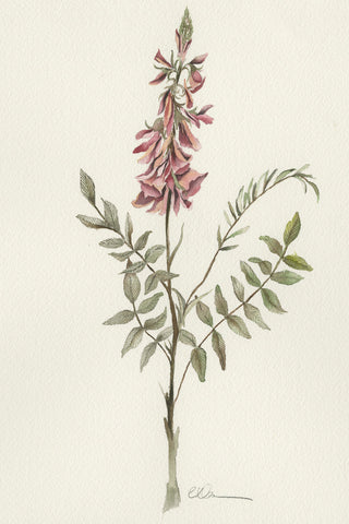 PINK HEDYSARUM - Museum Quality Art