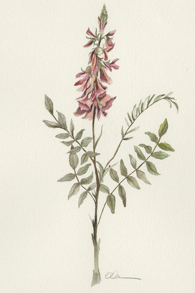 PINK HEDYSARUM - Museum Quality Art