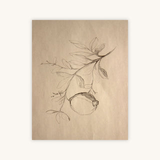 POMEGRANATE SKETCH — Primary Image
