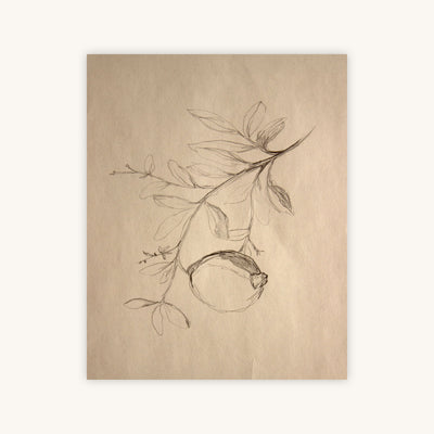 POMEGRANATE SKETCH — Primary Image