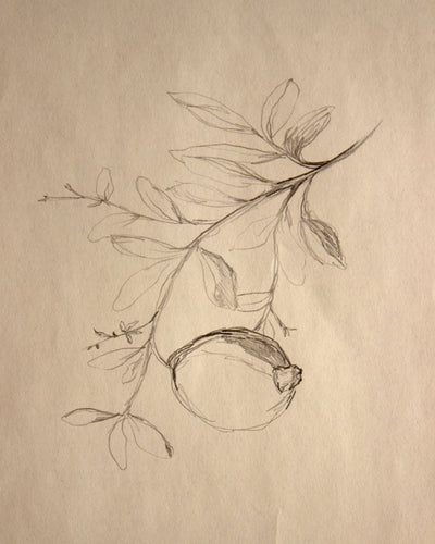 POMEGRANATE SKETCH
