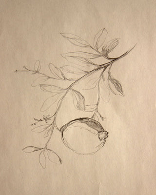 Pomegranate Sketch