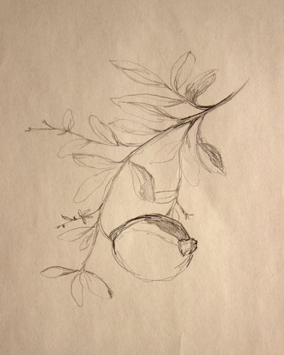 Pomegranate Sketch