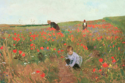 Poppies in a Field