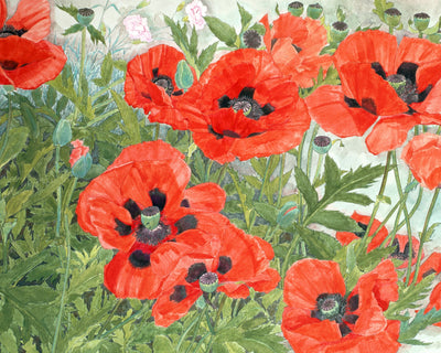 Poppies (Red)