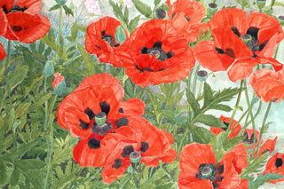 Poppies (Red)