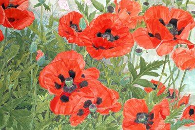 Poppies (Red)