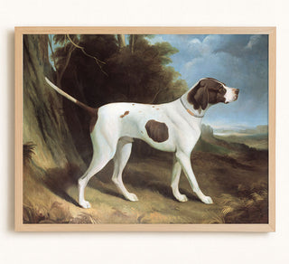 Portrait of a Liver and White Pointer